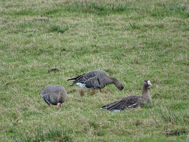 2023年卡塔爾亞洲杯：機會降臨！阿爾莫埃斯有望成賽事歷史最佳射手！.